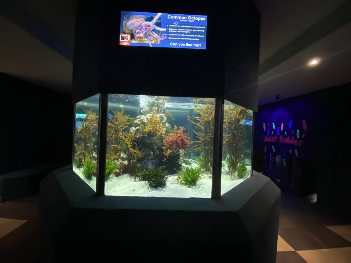 Common octopus aquarium