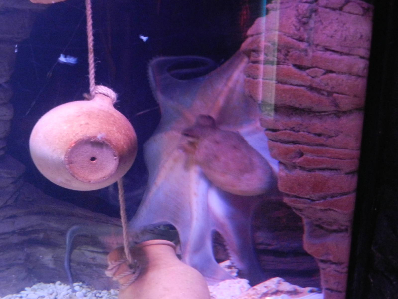 Common Octopus at SEA LIFE Scarborough - 26/08/2012