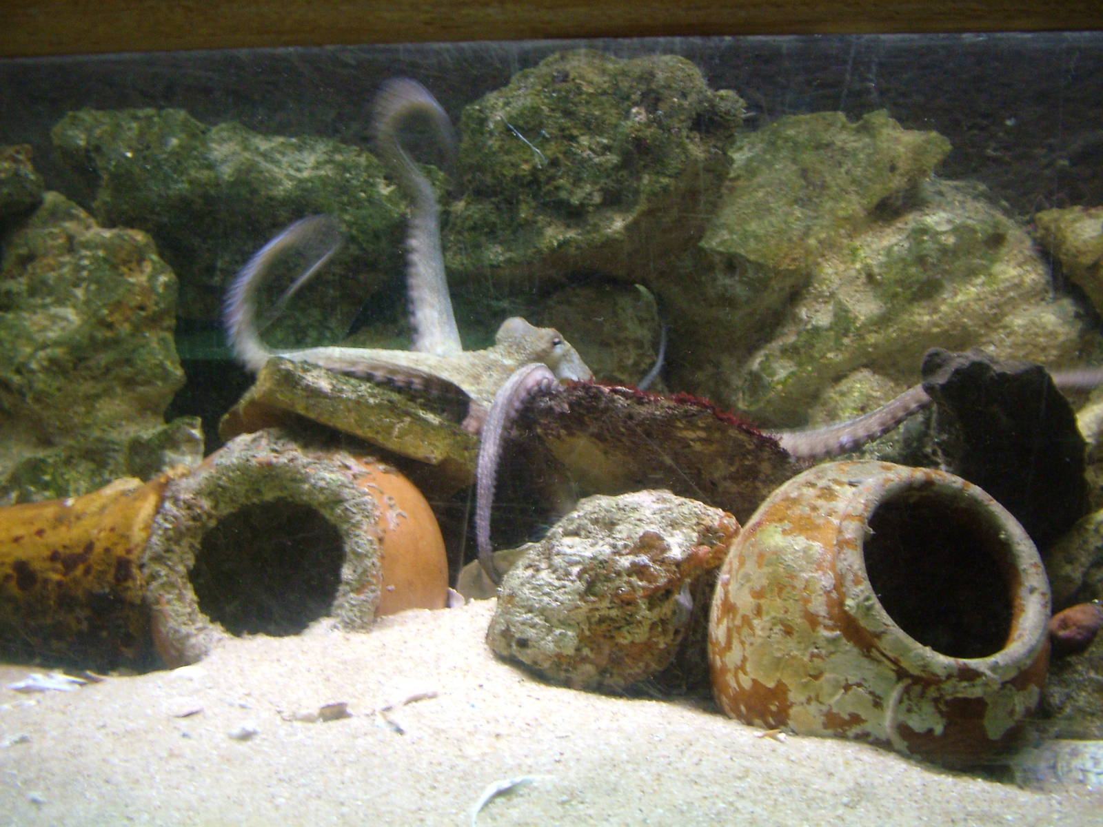 Common Octopus at Vasco da Gama Aquarium, 25/05/11