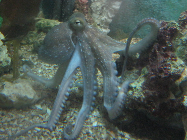 Common Octopus August 2014.