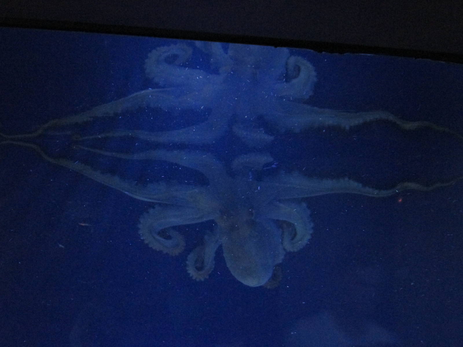 common octopus barcelona aquarium