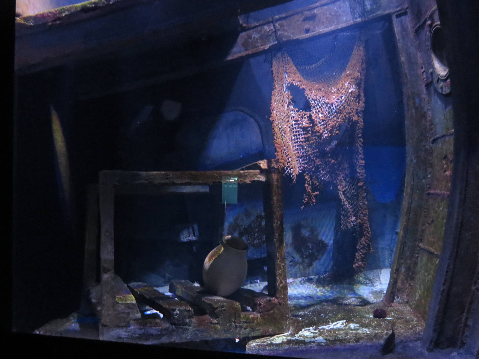 Common octopus enclosure, June 2015.