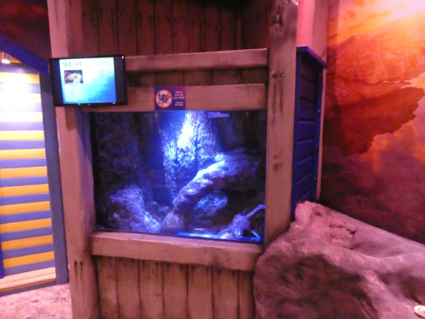 Common octopus enclosure