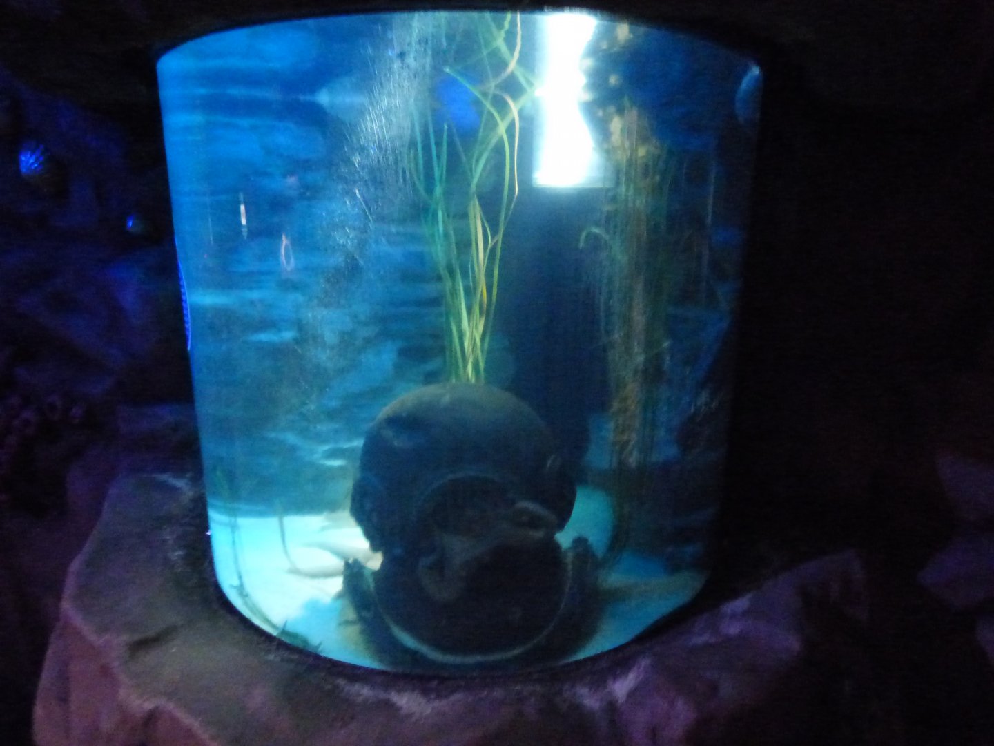 Common Octopus Exhibit in "Octopus Hideout"