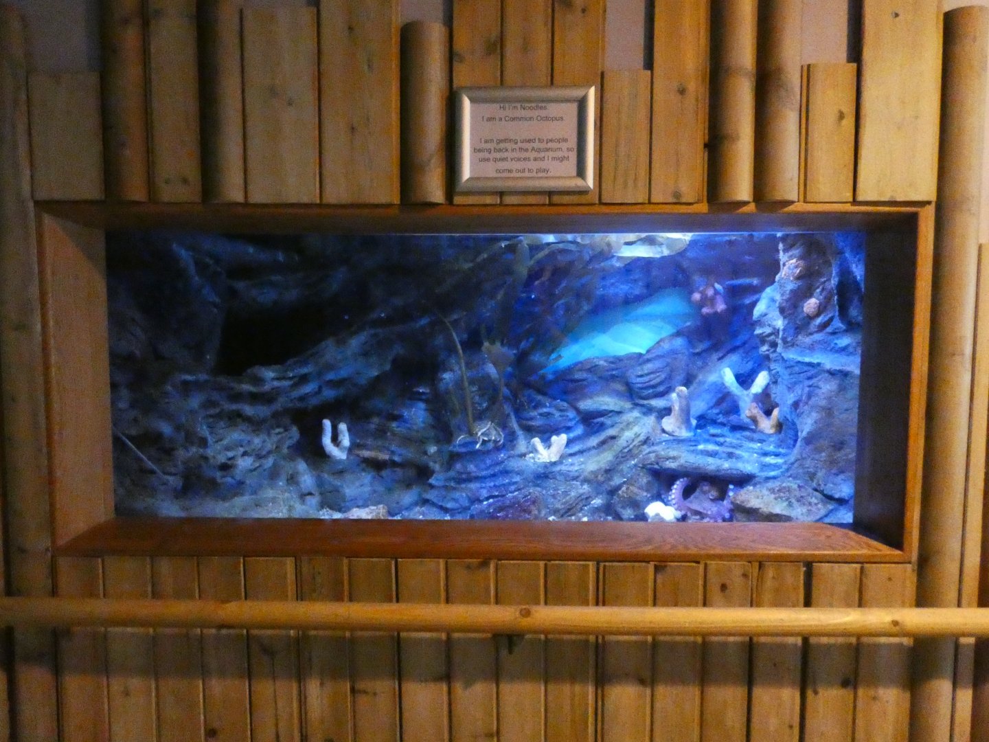 Common Octopus exhibit