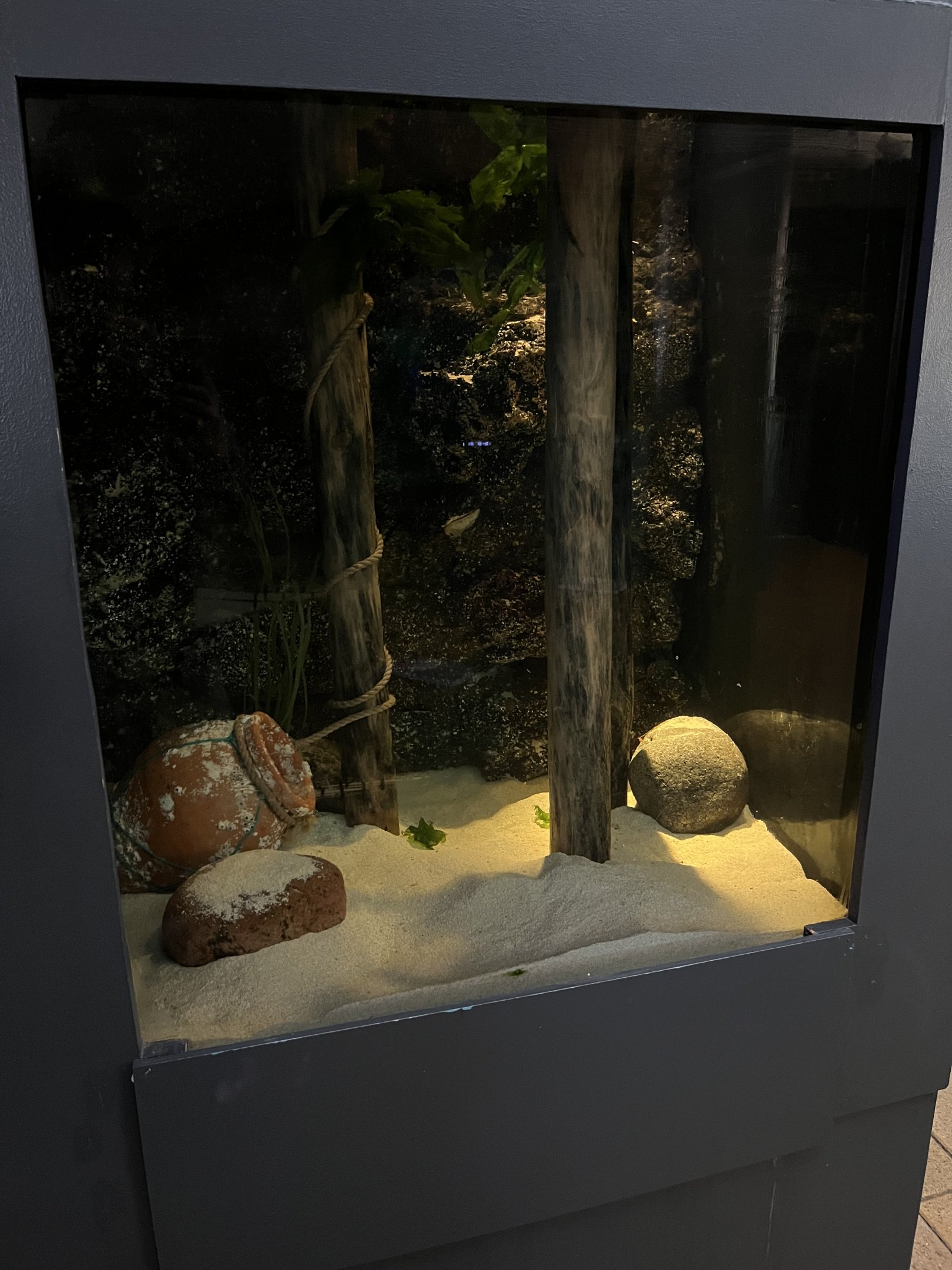 Common Octopus Exhibit