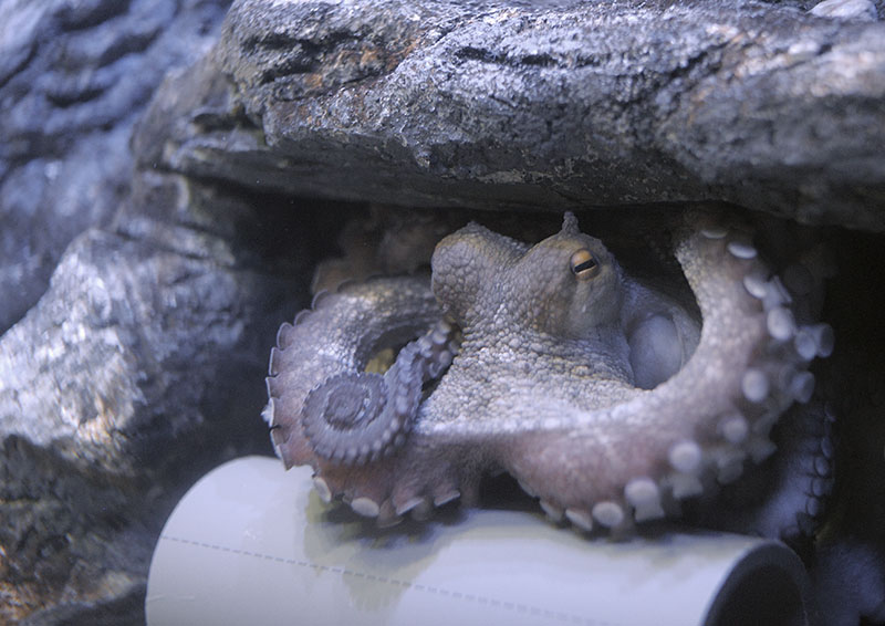 Common octopus in its lair