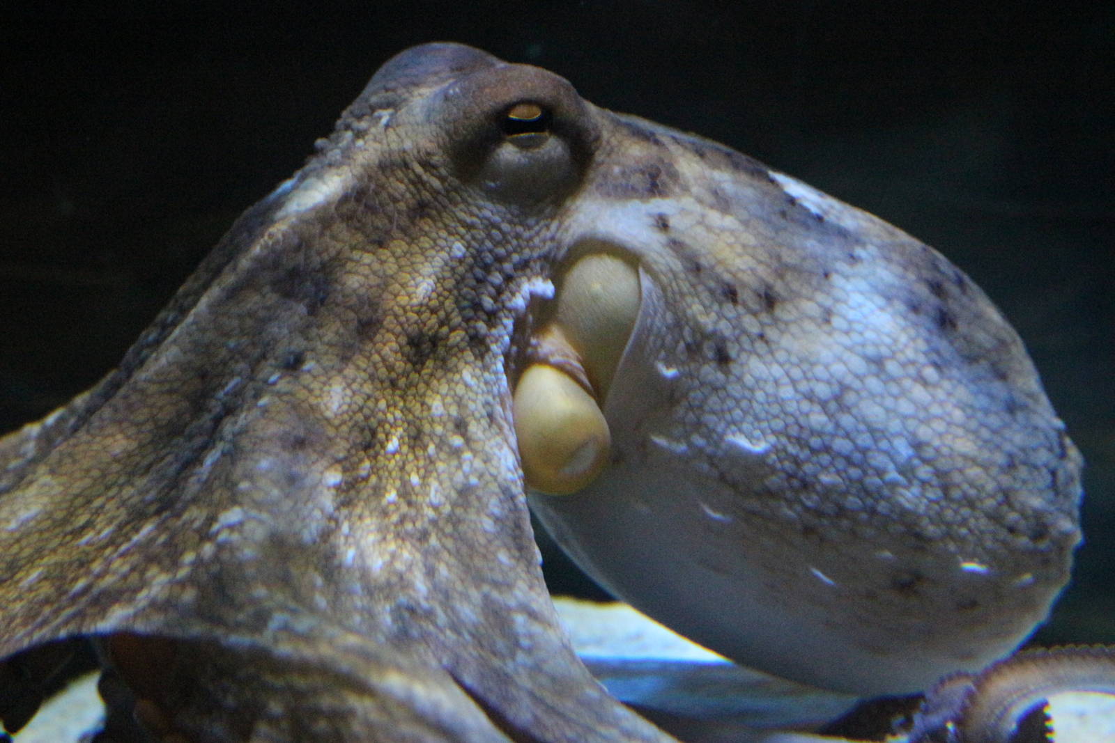 Common Octopus @ Living Coasts; 22.09.2016