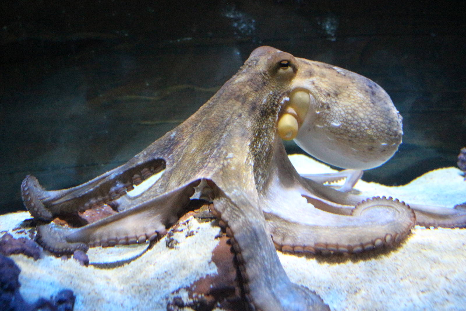 Common Octopus @ Living Coasts; 22.09.2016
