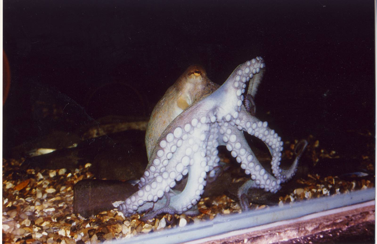 Common Octopus London Zoo 4 October 1997