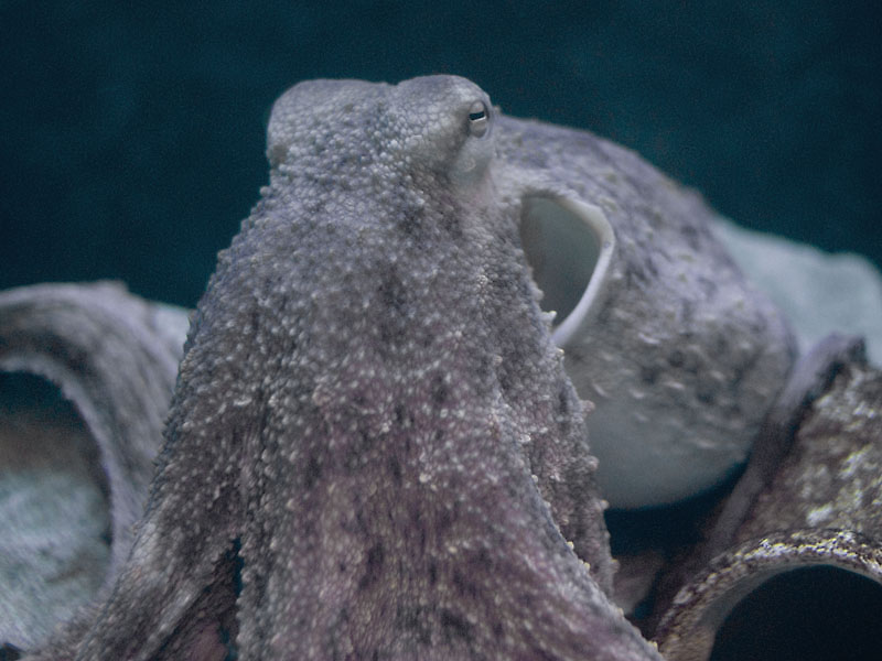 Common Octopus (O. vulgaris)