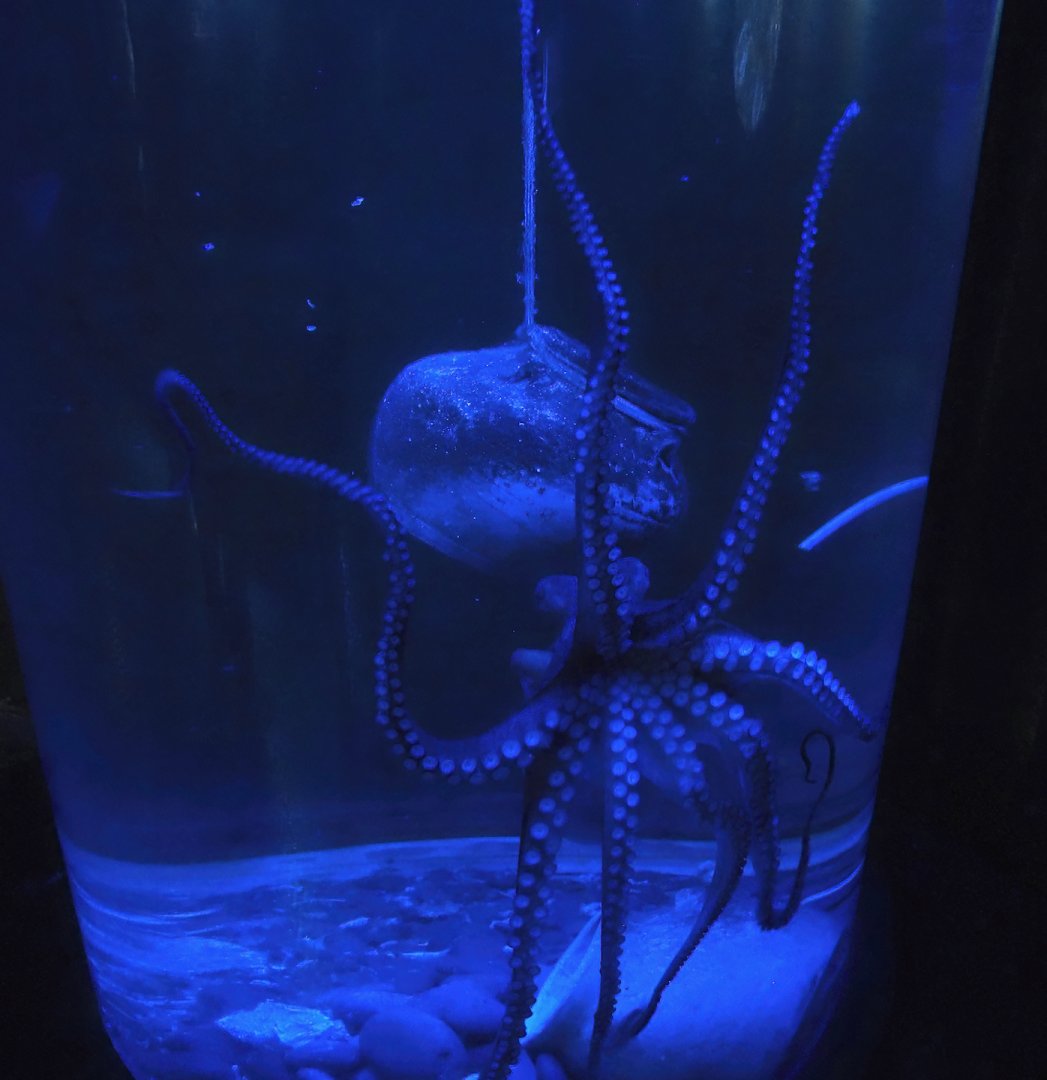 Common octopus (Octopus vulgaris), 2024-09-17
