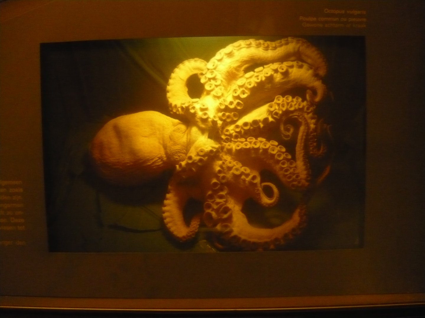Common octopus (Octopus vulgaris)