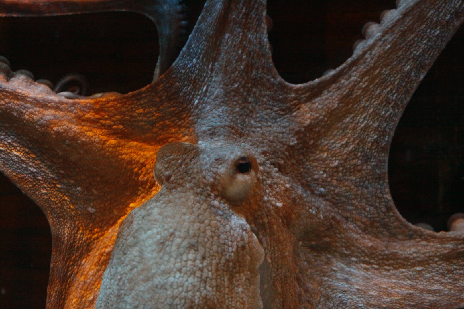 Common octopus (Octopus vulgaris)