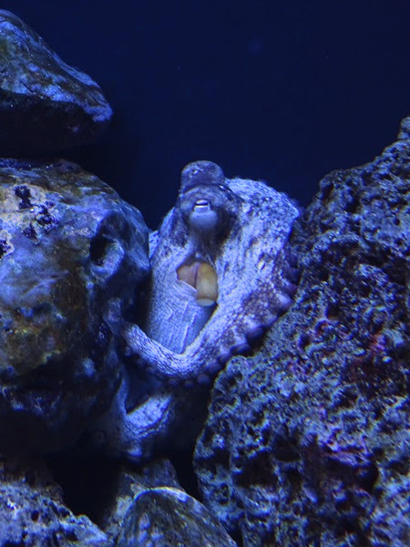 Common octopus (Octopus vulgaris)