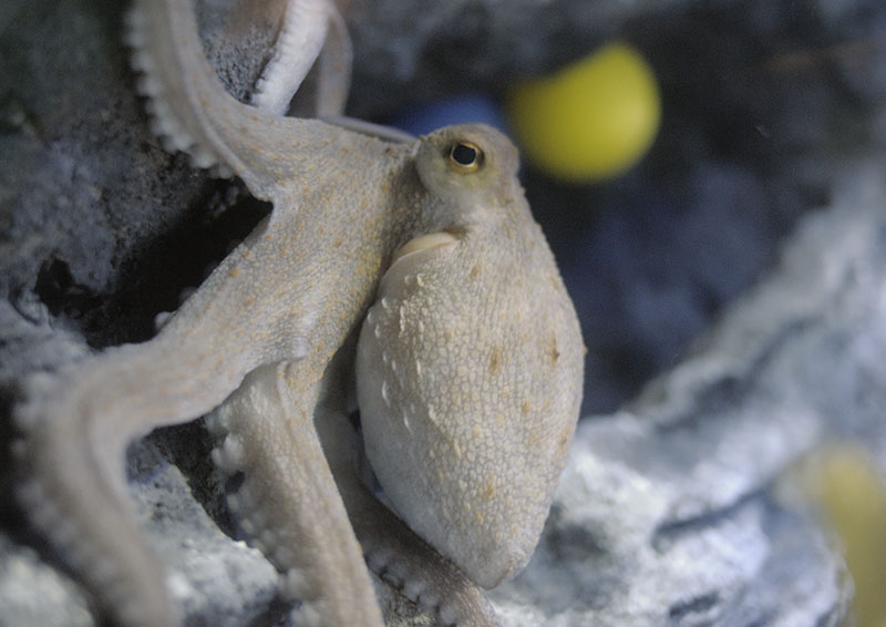 Common octopus on excursion