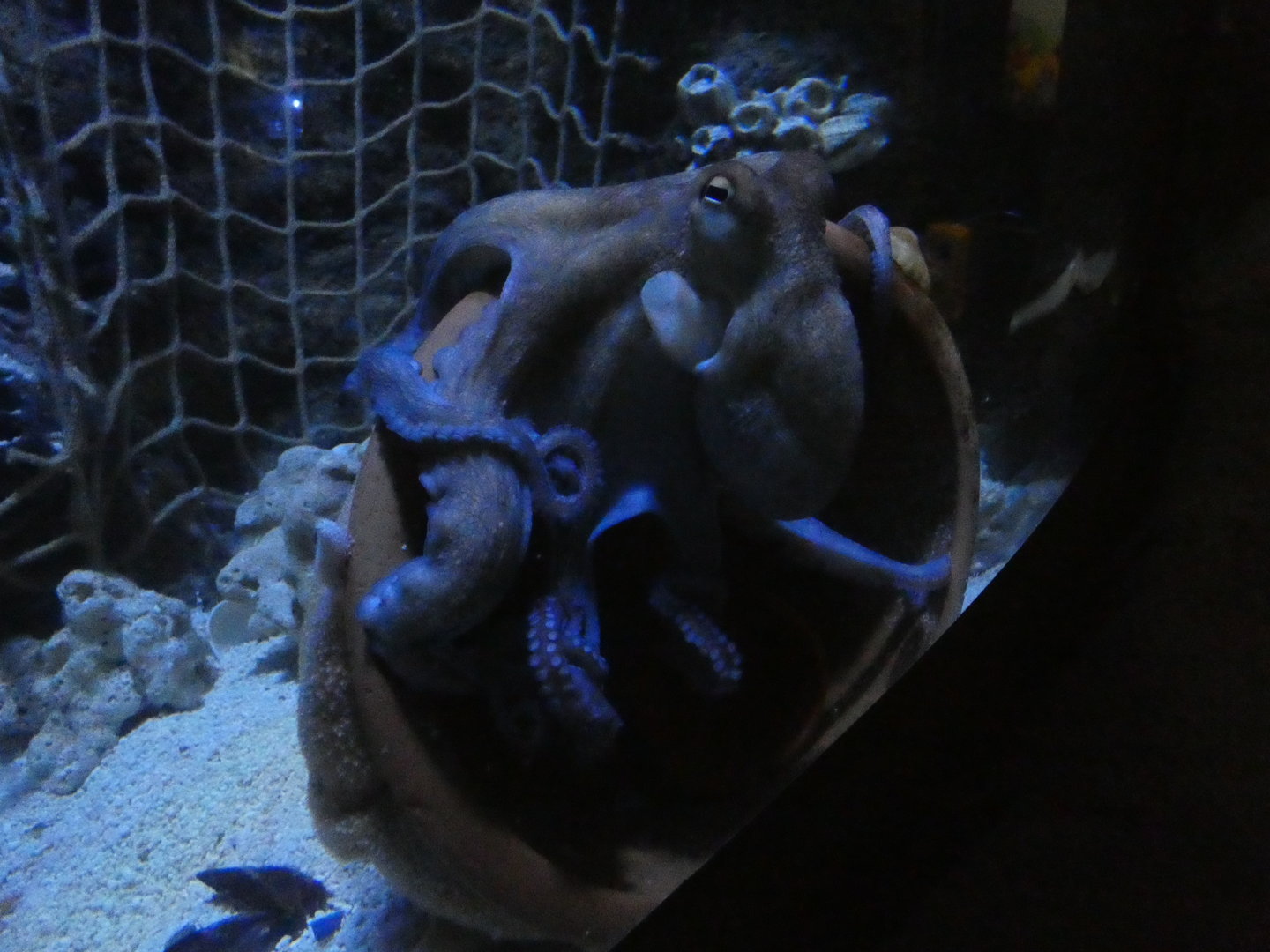 Common octopus - Skegness Aquarium