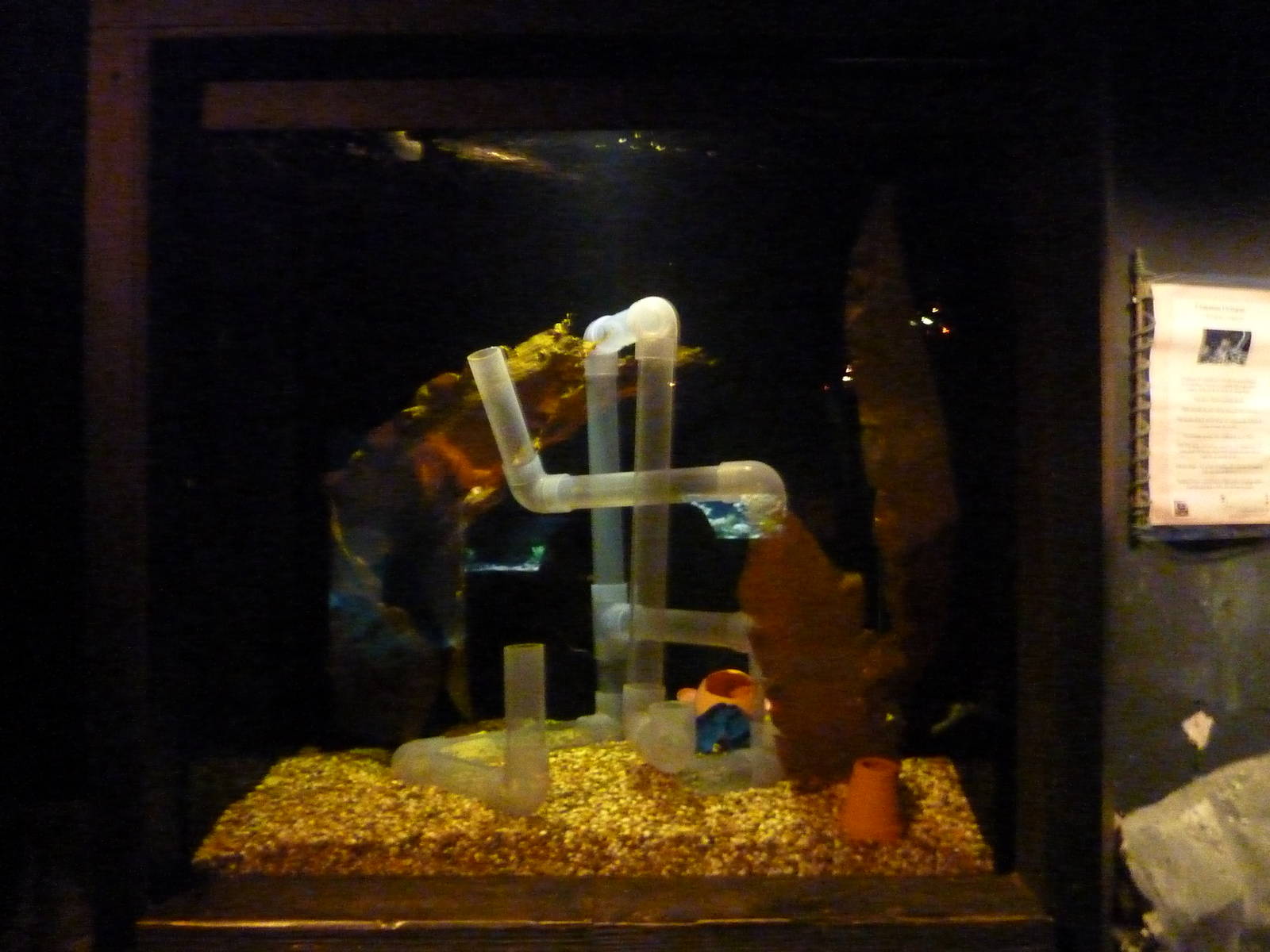 Common octopus tank, 8th Feb 2012