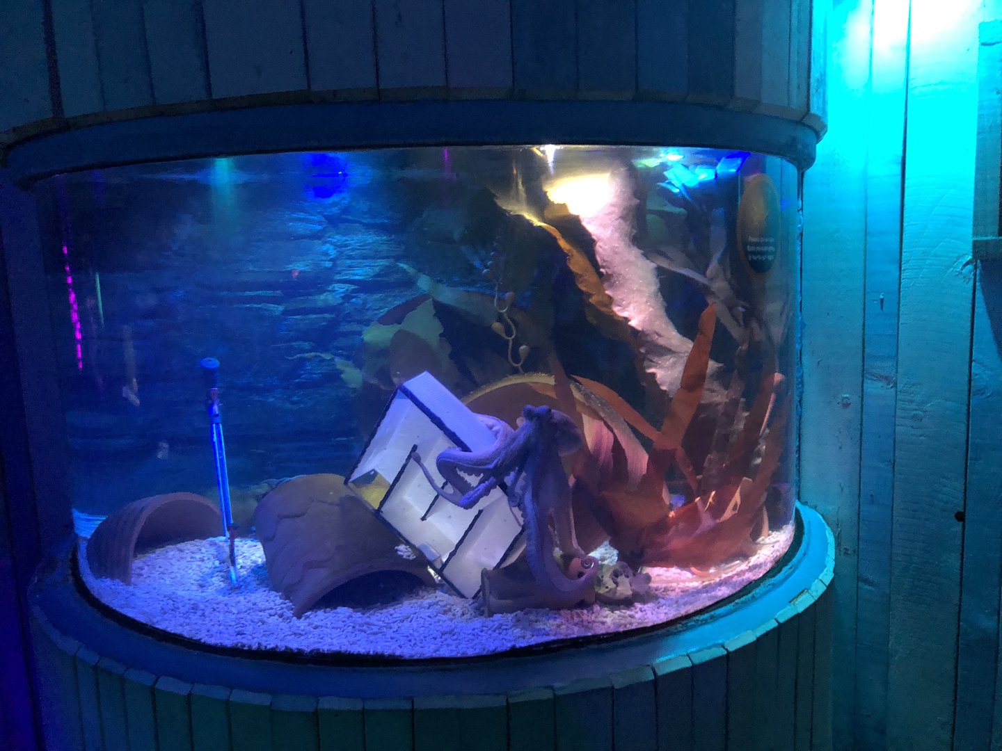 Common Octopus Tank at SEA LIFE Scarborough (September 2022)