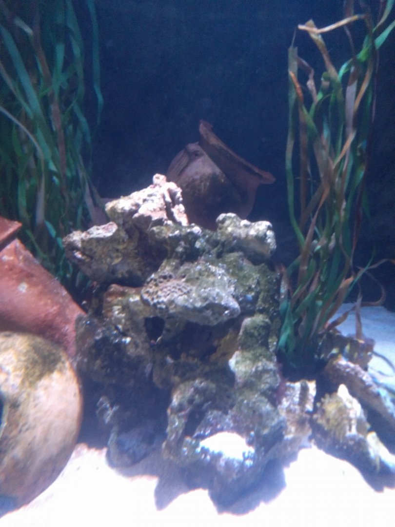 Common Octopus tank