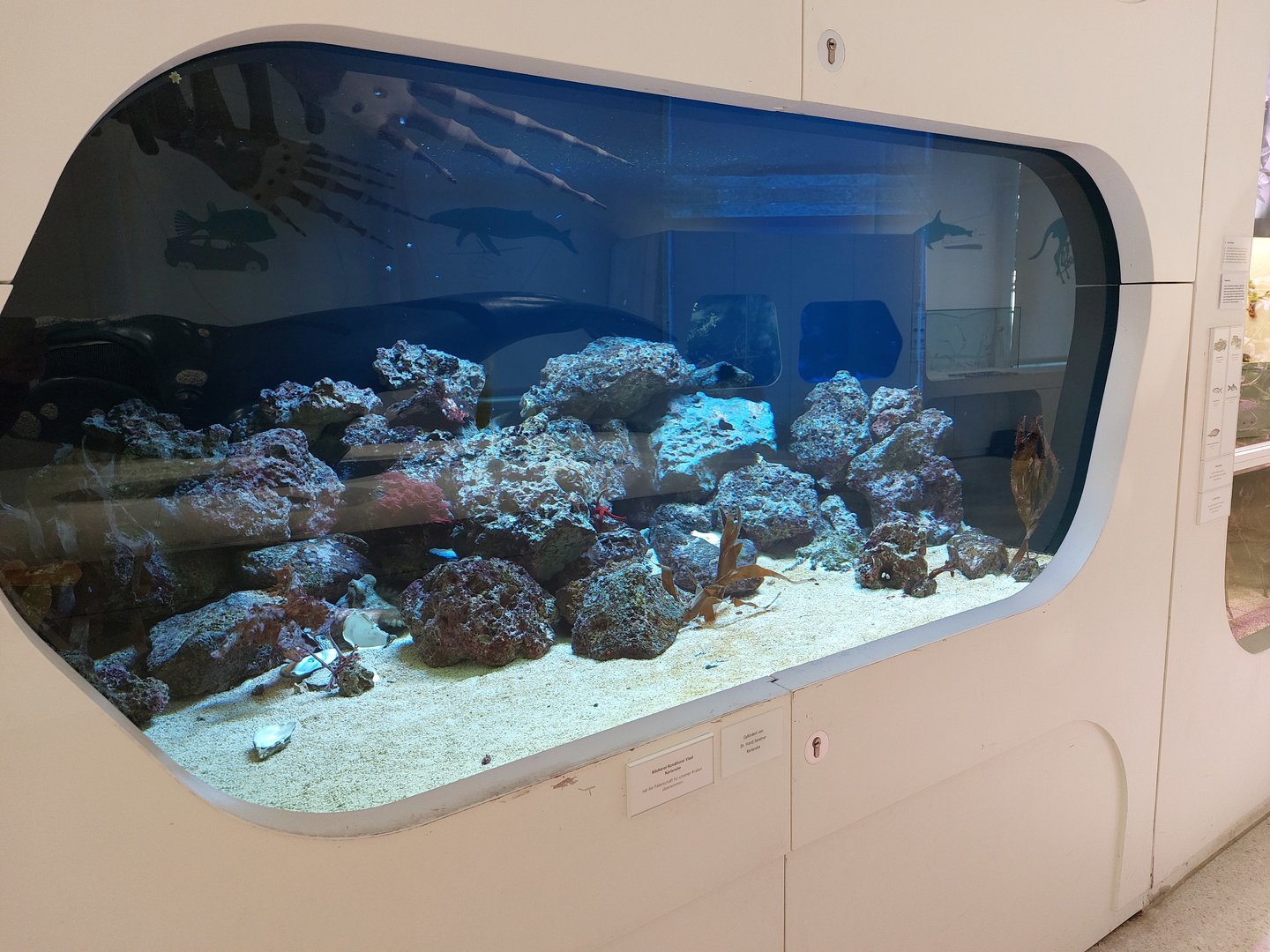 Common octopus tank