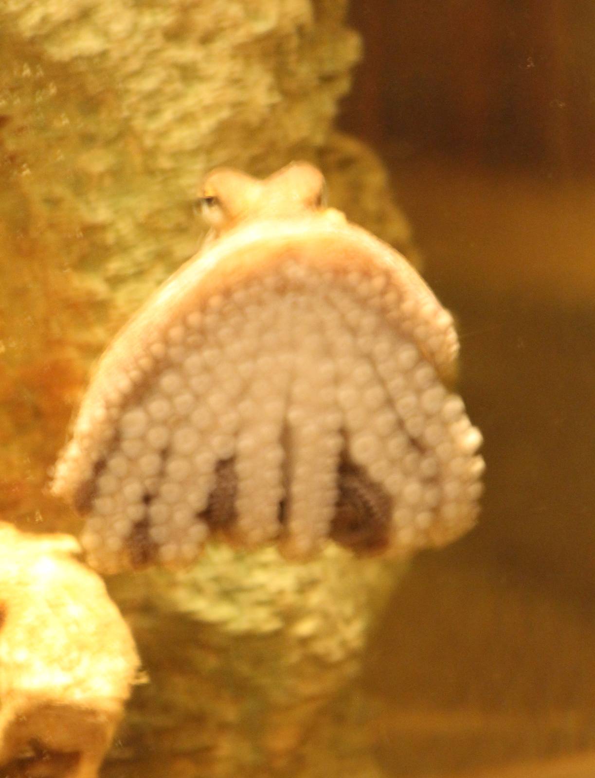 Common octopus