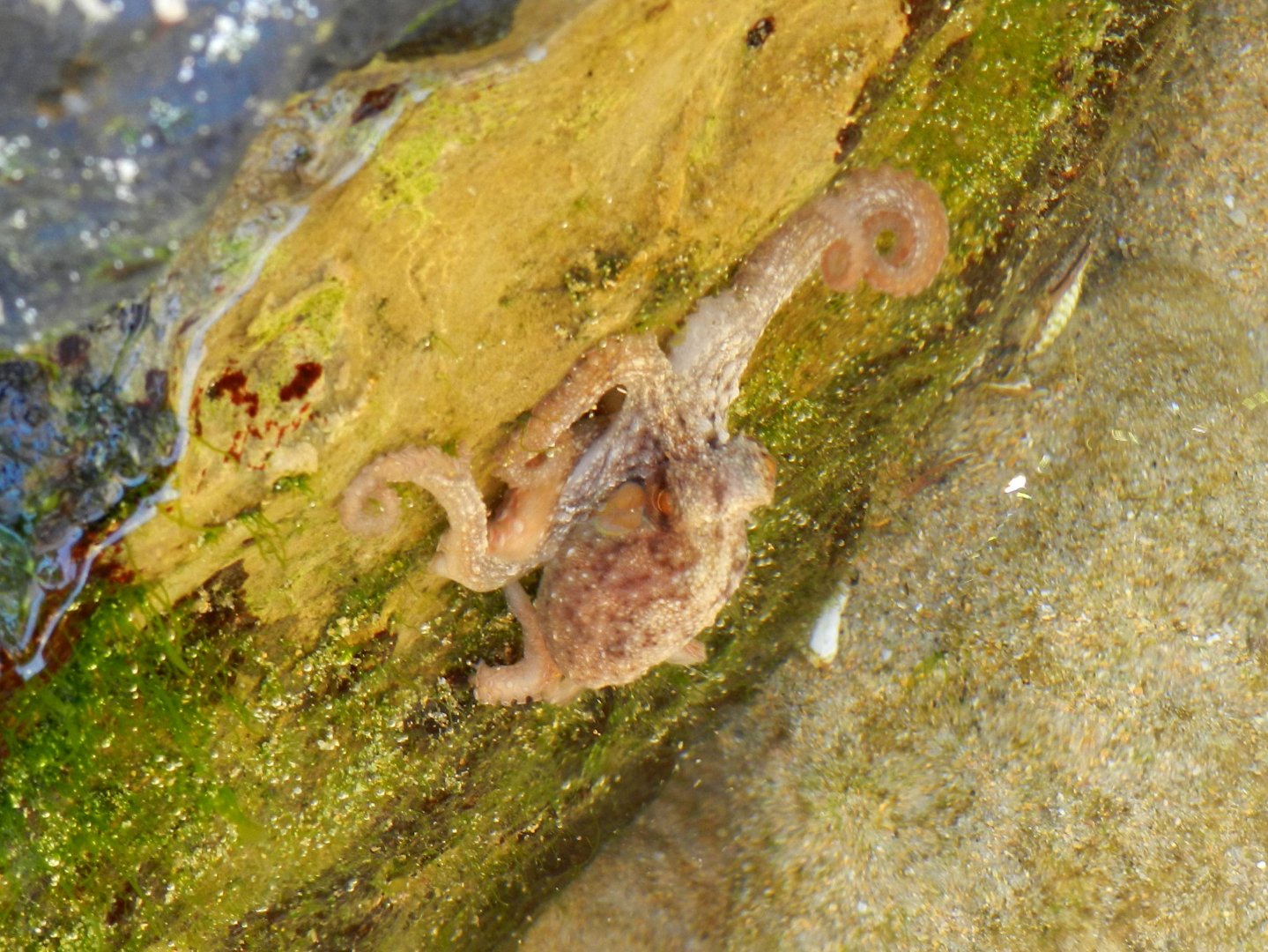 Common Octopus
