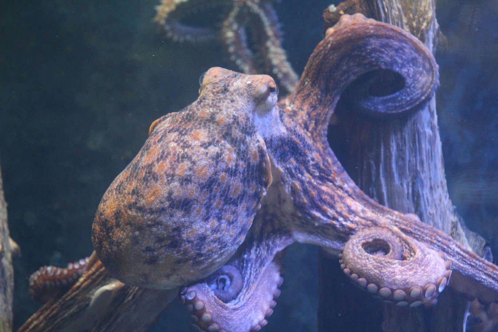 Common Octopus