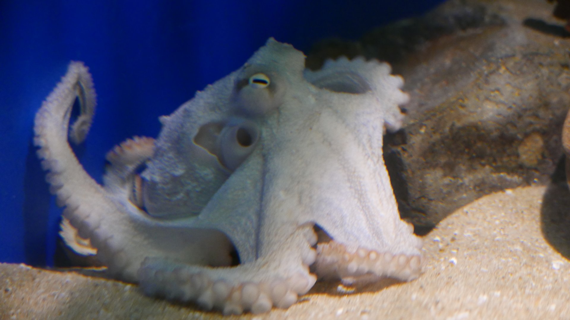 Common Octopus