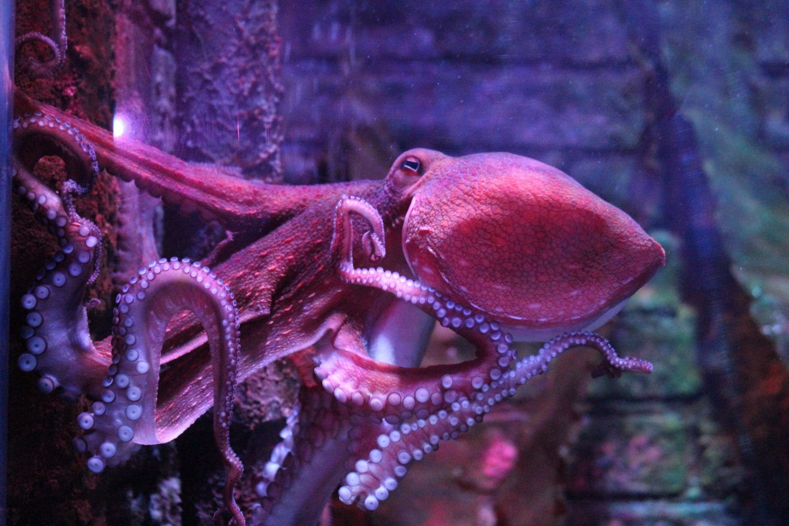 Common Octopus