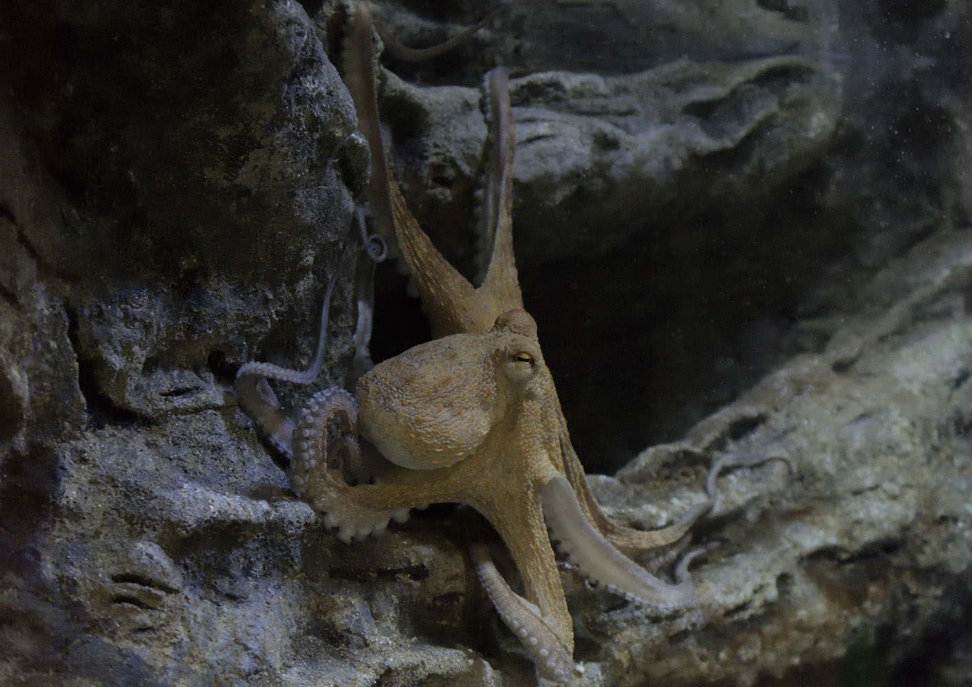 Common octopus