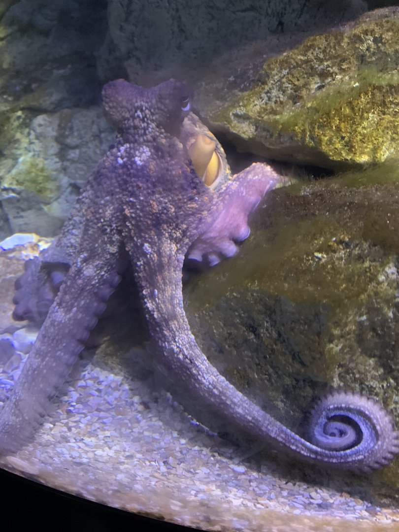Common octopus