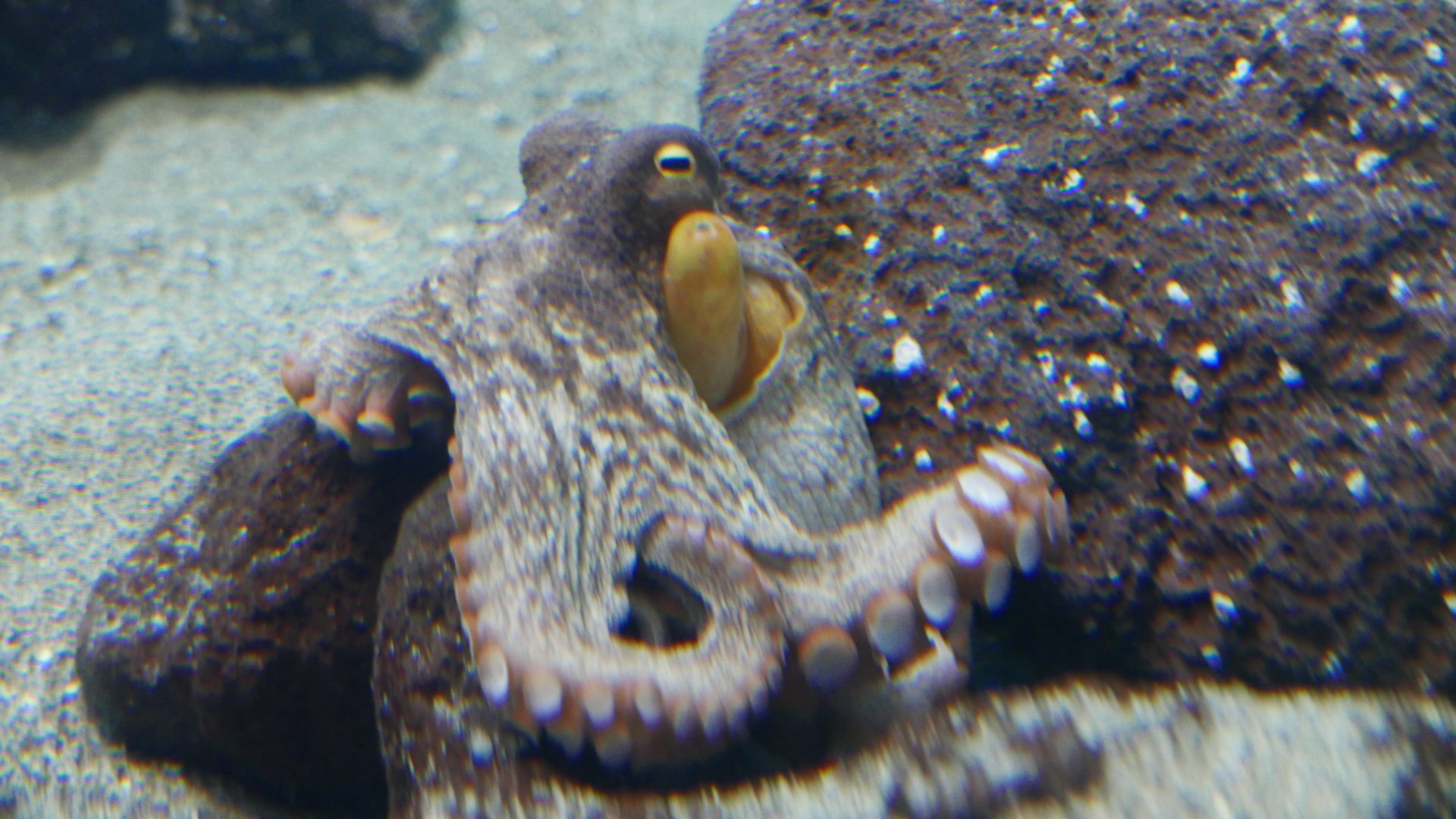 Common Octopus
