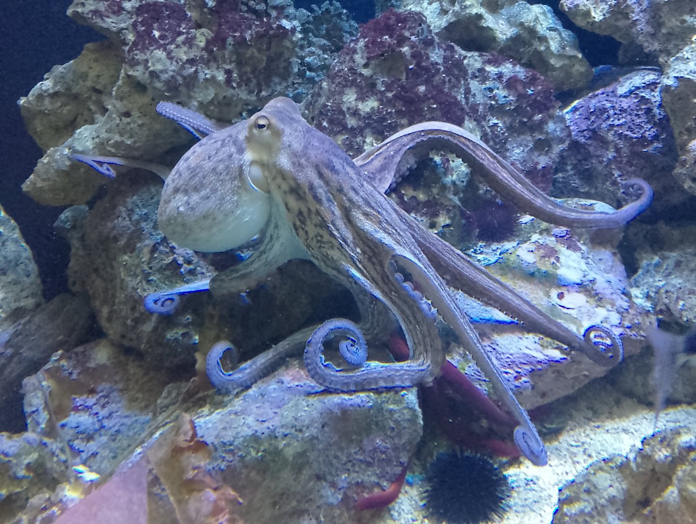 Common octopus