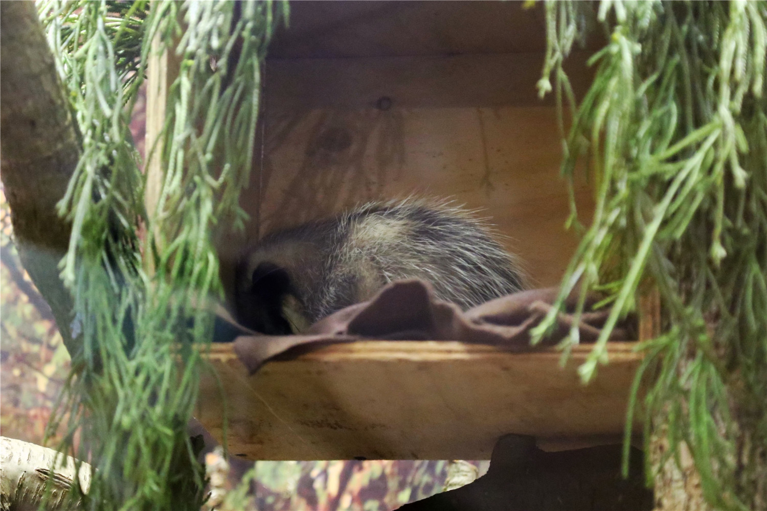 Common Opossum (Didelphis marsupialis)