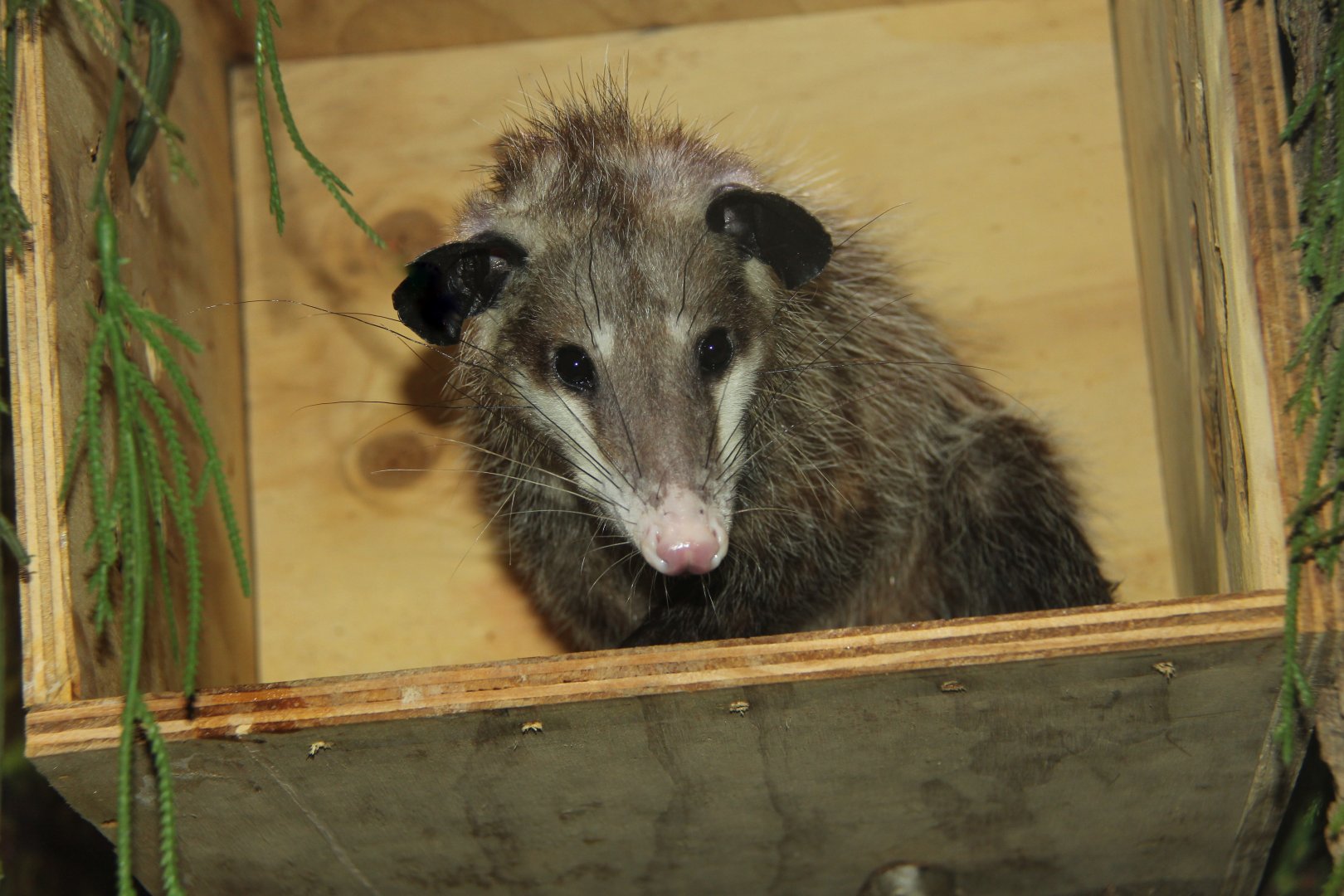 common opossum (Didelphis marsupialis)