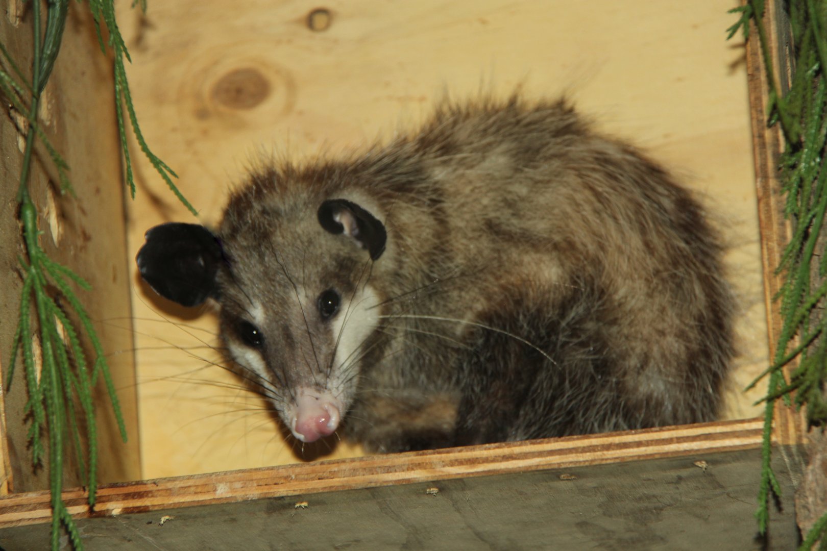 common opossum (Didelphis marsupialis)