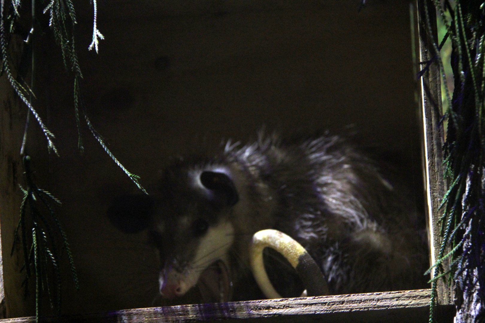 common opossum (Didelphis marsupialis)