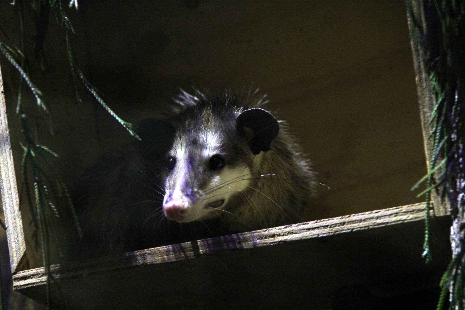 common opossum (Didelphis marsupialis)