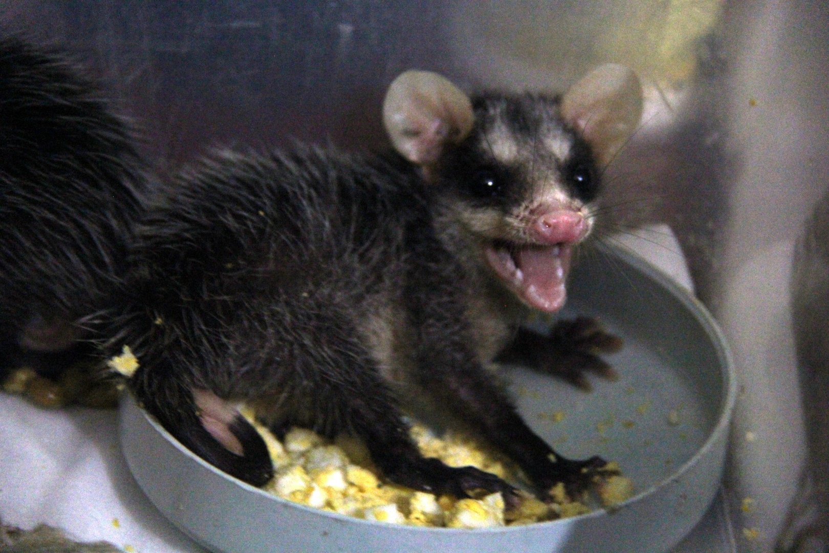 common opossum (Didelphis marsupialis)