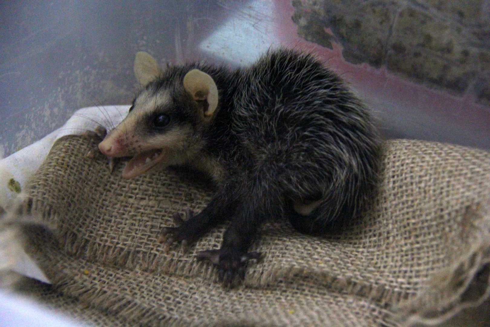 common opossum (Didelphis marsupialis)