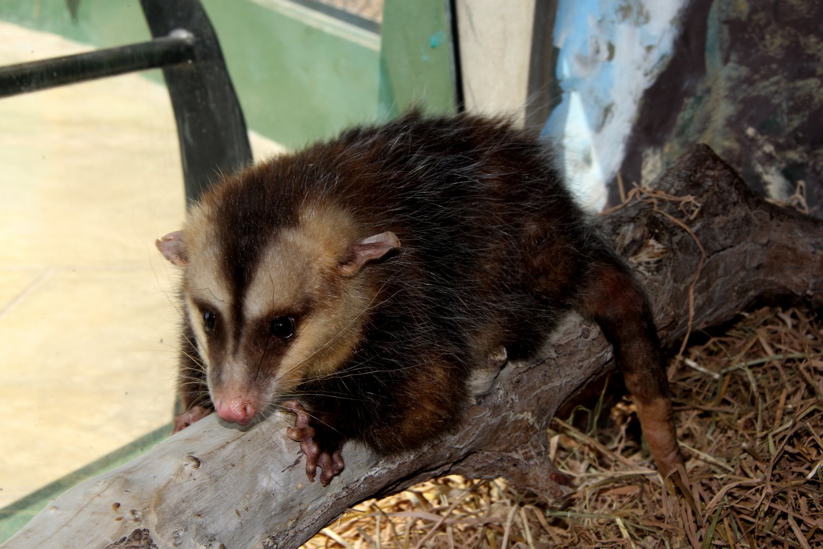 common opossum (Didelphis marsupialis)