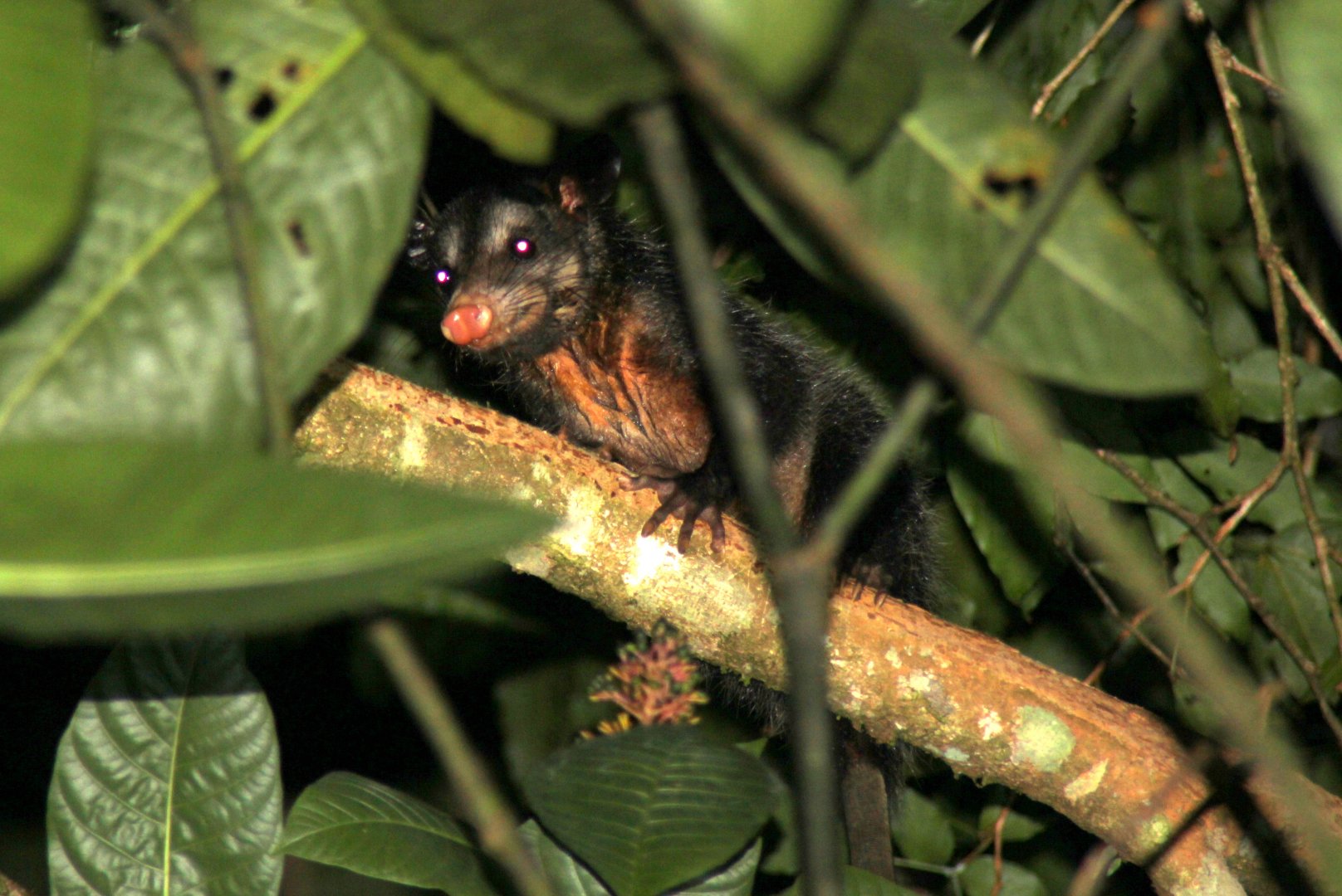 common opossum (Didelphis marsupialis)