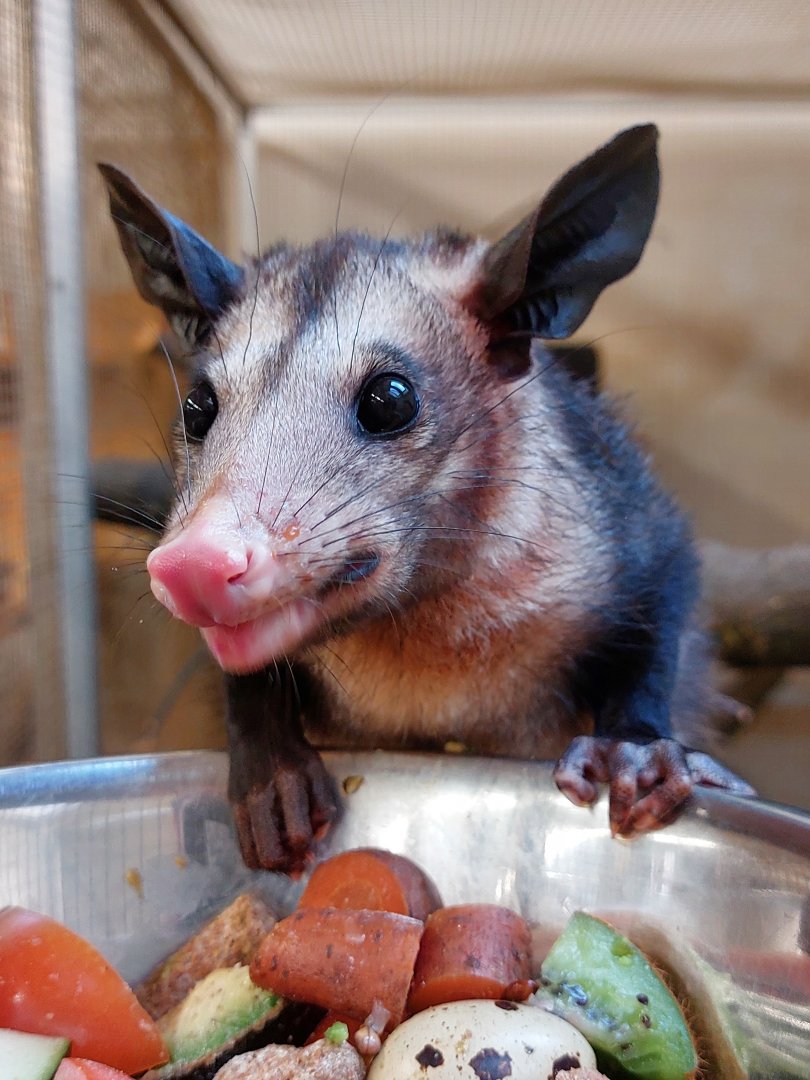 Common opossum (Didelphis marsupialis)