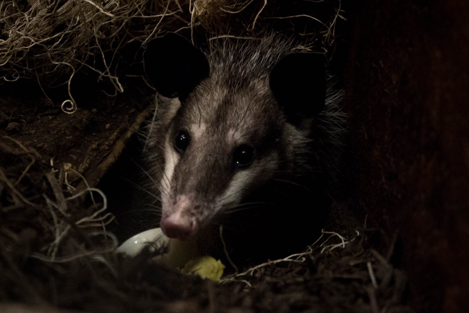 Common opossum, Minnie
