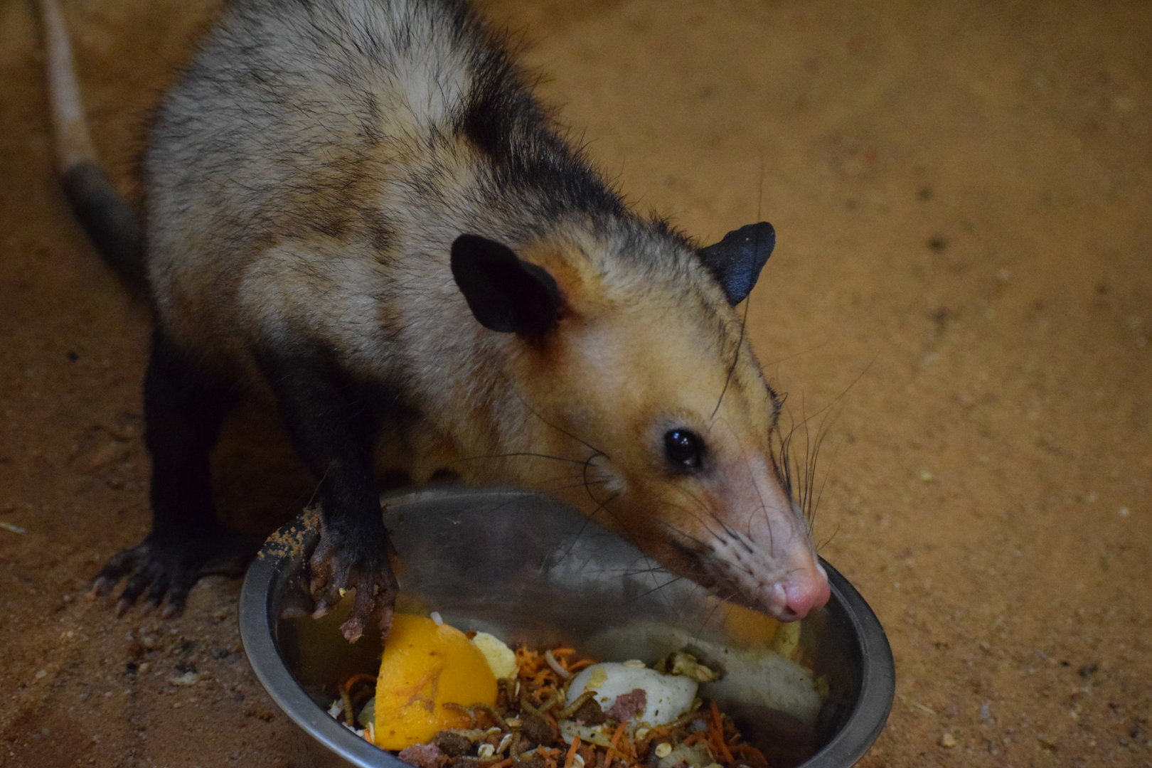 Common opossum - October 2023