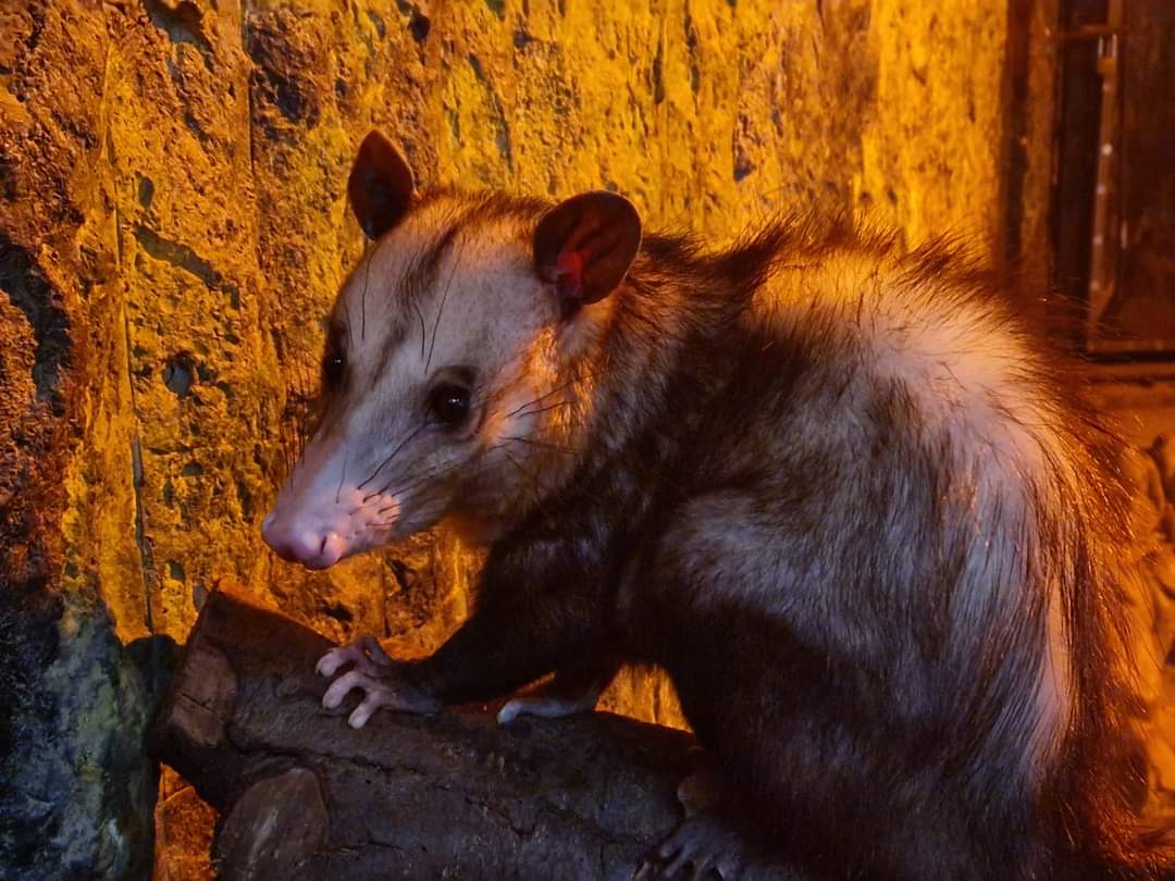 Common Opossum