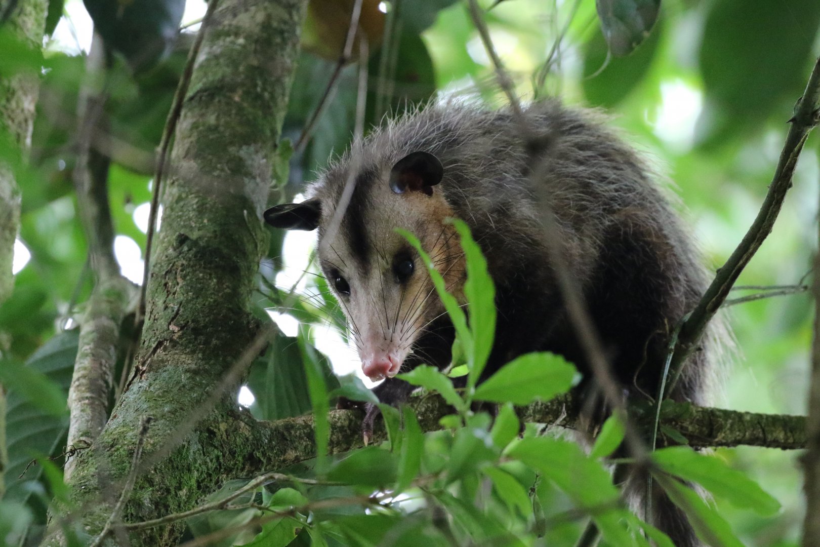 Common Opossum