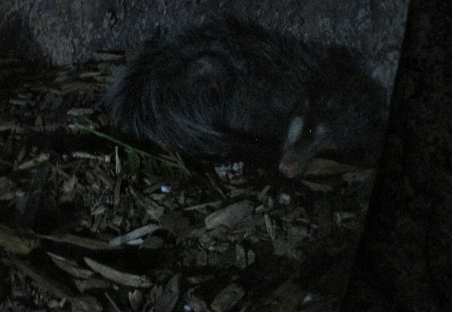 Common opossum