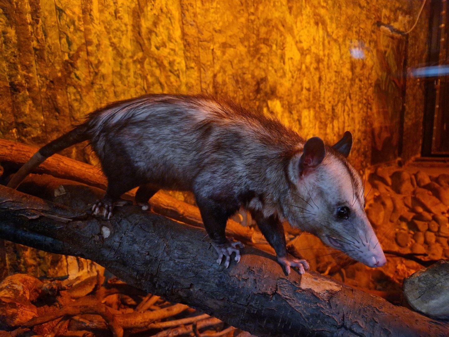 Common opposum